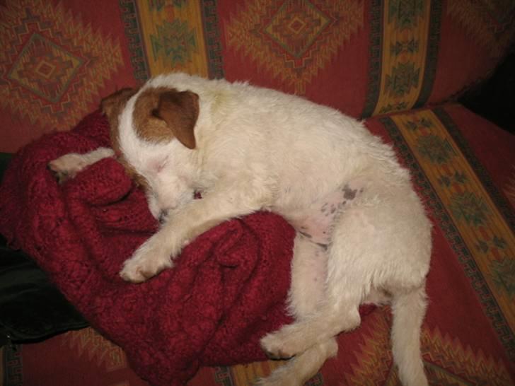 Parson russell terrier Luna billede 10