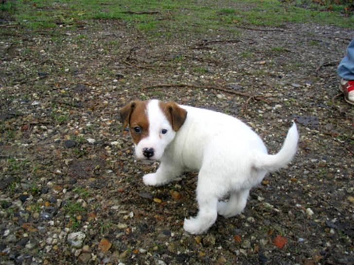 Parson russell terrier Luna billede 11