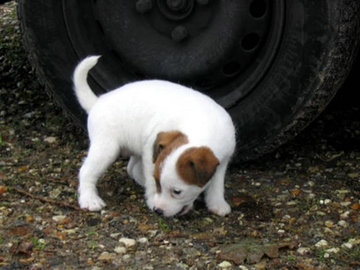 Parson russell terrier Luna billede 12