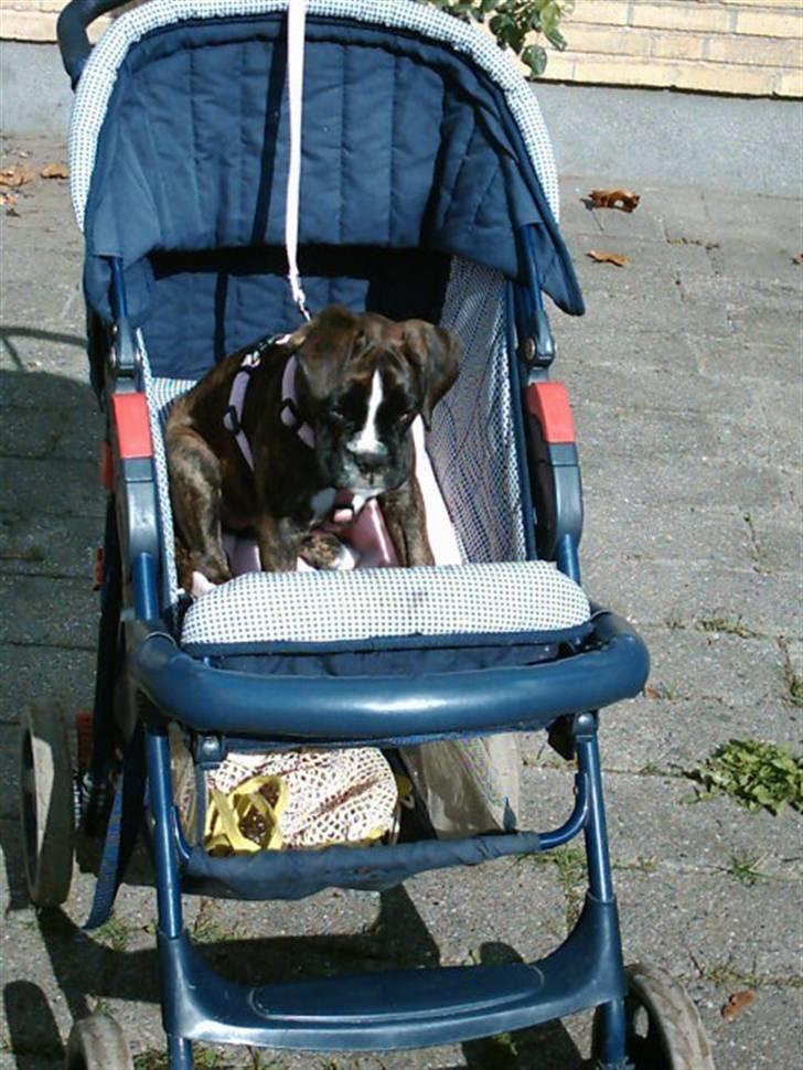 Boxer Boxon Brown Camille R.I.P - Camille er begyndt at køre klapvogn når vi skal gå langt, og det er et hit! billede 5