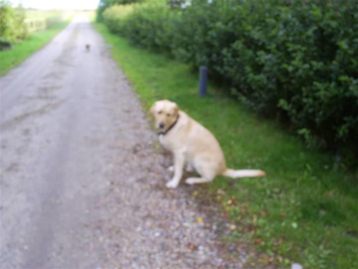 Labrador retriever Oskar - Oskar venter på at der kommer en og samler ham op(o; billede 16