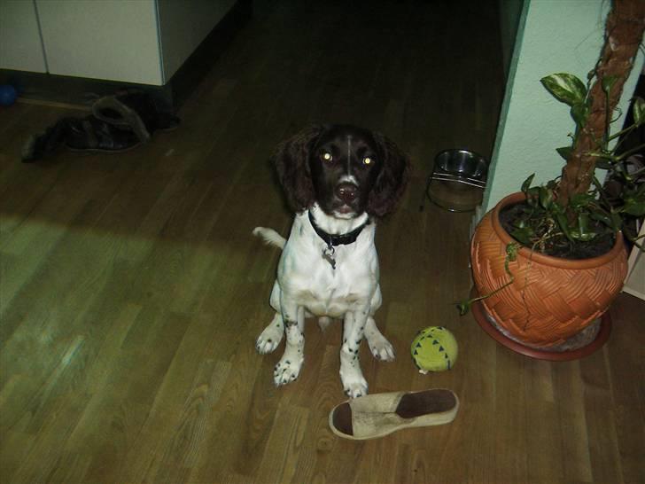 Kleiner münsterländer Cody billede 1