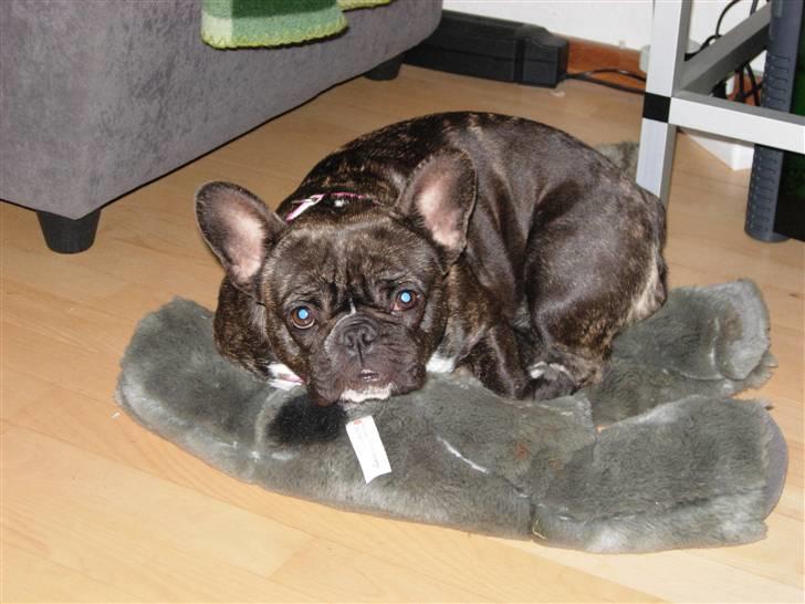 Fransk bulldog Berta - dette er min yndlings ting, min gnaske elefant, jeg vil altid have den med mig  billede 11