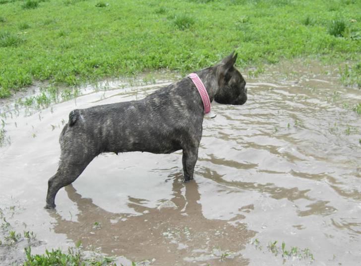 Fransk bulldog Berta - sikken en super dejlig vandpyt billede 12