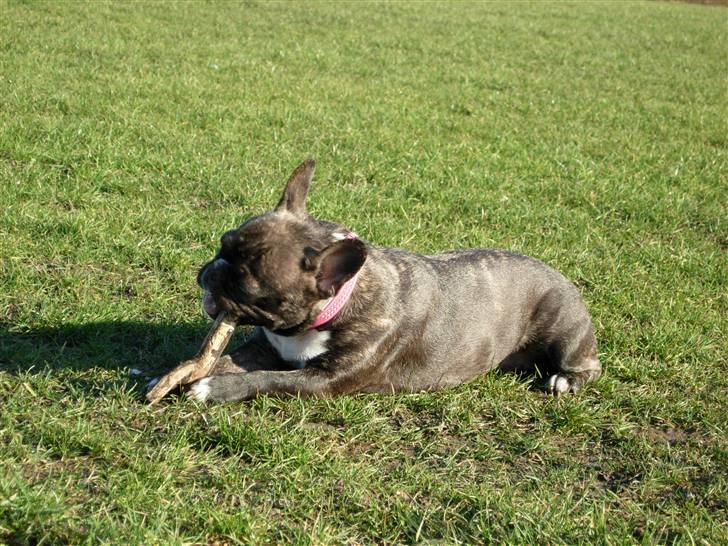 Fransk bulldog Berta - min pind billede 13