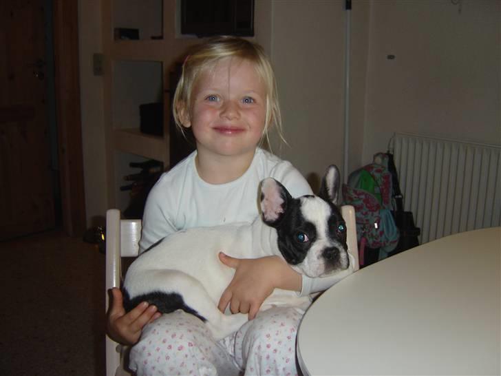 Fransk bulldog Elvis - Jasmin og Elvis ved morgen bordet billede 1