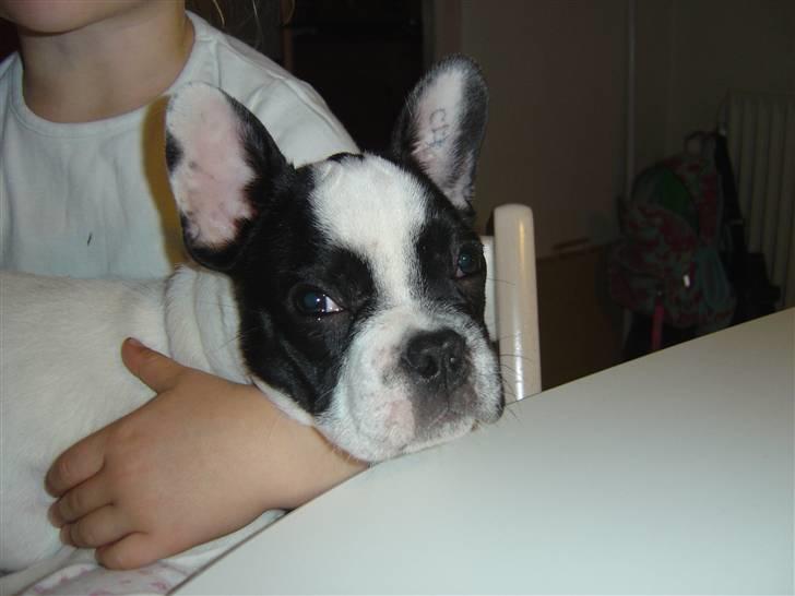 Fransk bulldog Elvis billede 2