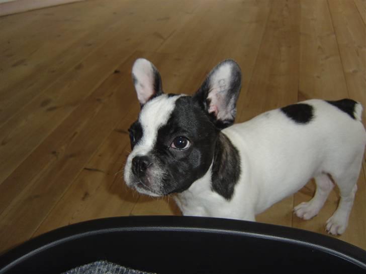 Fransk bulldog Elvis billede 3