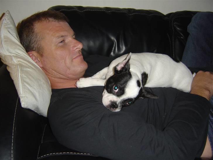 Fransk bulldog Elvis - far og Elvis hygger på sofaen billede 4