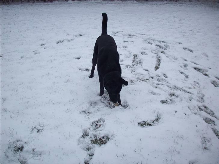 Blanding af racer Tigo billede 13