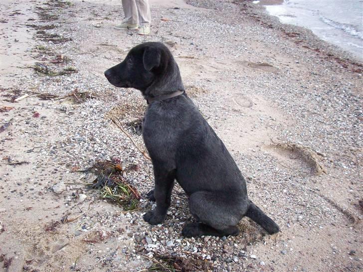 Blanding af racer Tigo billede 14