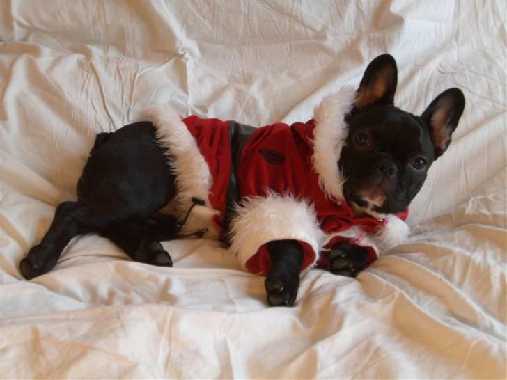 Fransk bulldog Coco +2007-2009+ R.I.P. - Nu er det jul igen... billede 17
