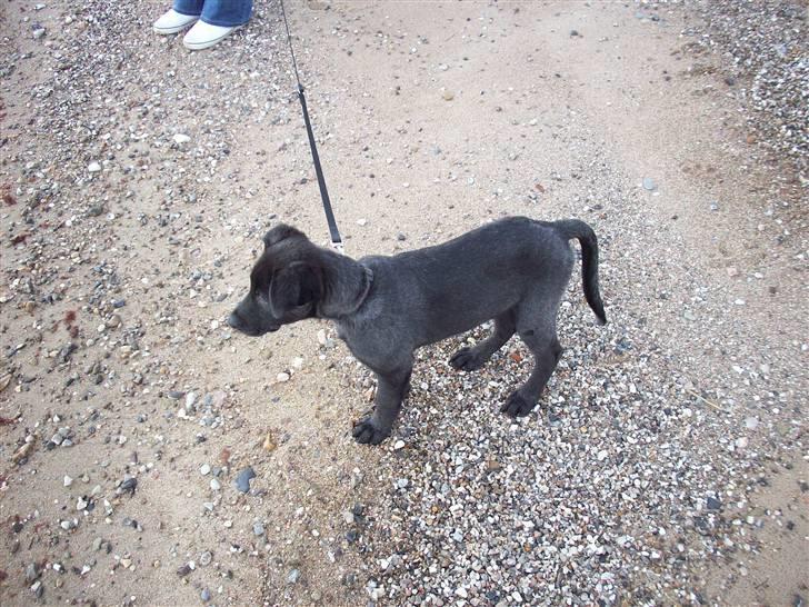 Blanding af racer Tigo billede 16