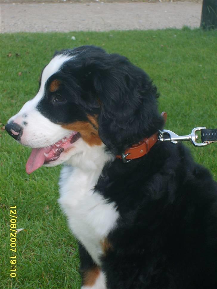 Berner sennenhund Samson billede 7