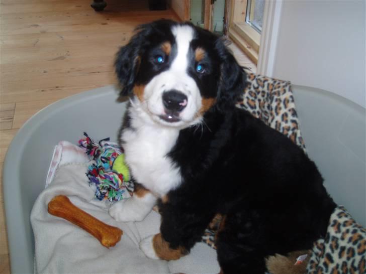 Berner sennenhund Samson billede 8