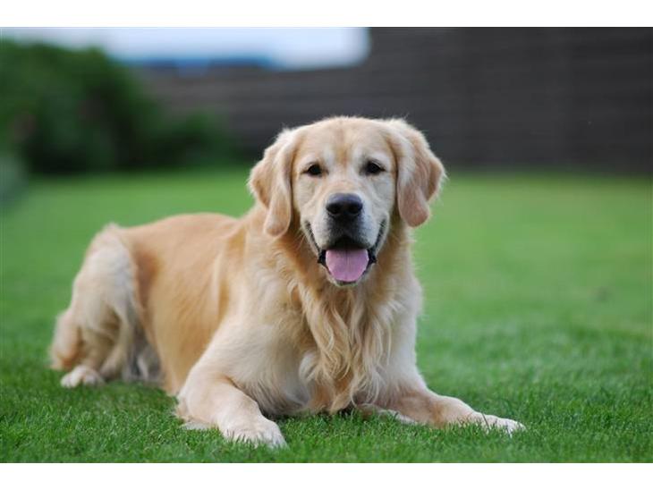 Golden retriever Django<'3 R.I.P  - Dav, jeg er så Django<´3 billede 1