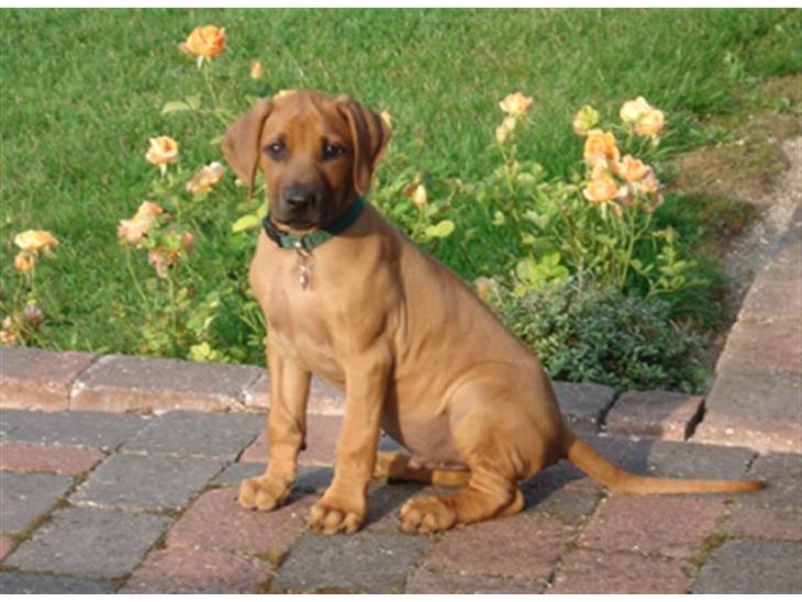 Rhodesian ridgeback Hazinas 4th Ajabu - Gaius billede 1