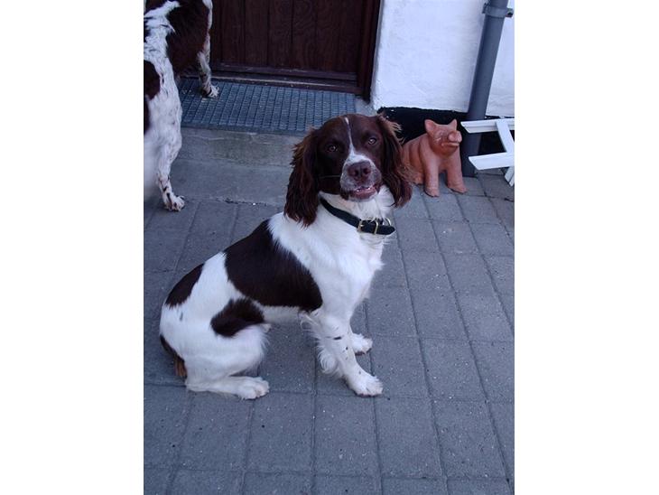 Engelsk springer spaniel Frida billede 1
