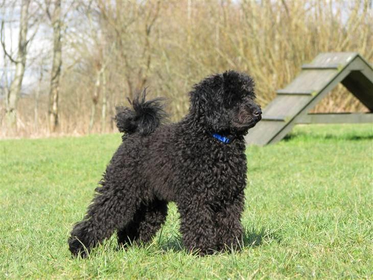 Dværgpuddel Enzo - ½ år gammel billede 1