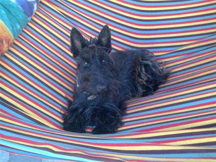 {{currentPhoto.altText}} billede {{currentPhoto.number}}