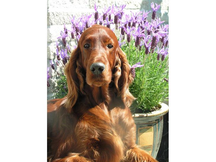 {{currentPhoto.altText}} billede {{currentPhoto.number}}