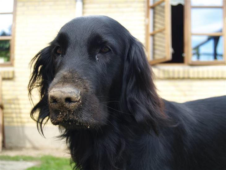 Flat coated retriever Jiggers whait for Duncan - Duncan sommer 06 , efter en go gravtur ( han ved ikke han er for stor til at være gravhund ) billede 1