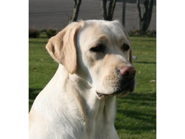 Labrador retriever Juelsgaard's Coat of Many - Juelsgaard´s Coat of Many Colours billede 1