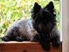 Cairn terrier Timmy