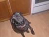 Labrador retriever Mille