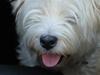 West highland white terrier Chico