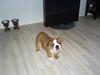 Engelsk bulldog Jones