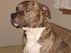 Amerikansk staffordshire terrier Morgan