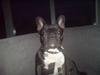 Fransk bulldog Bastian (BASTER) oprindel