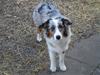 Australian shepherd Saphira