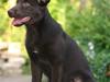 Australsk kelpie Dooley 