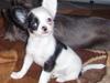 Chihuahua Callista