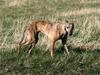 Whippet Luci
