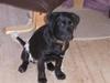 Labrador retriever Freya