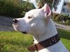 Amerikansk staffordshire terrier Fendi Amerikansk staffordshire terrier Fendi
