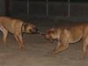 Blanding af racer Achina & Pablo