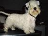 Sealyham terrier Lasse 