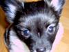 Papillon Chili