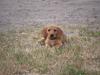 Basset fauve de bretagne Fenja 'RIP'