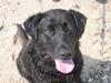 Labrador retriever Bella