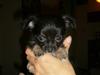 Chihuahua Dina