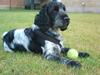 Cocker spaniel pluto