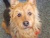 Australsk terrier Tholi Wictor (rasmus) 