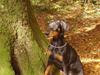 Dobermann Dina (Demi More) R.I.P.