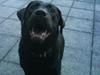 Labrador retriever emma