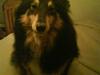 Shetland sheepdog geisha